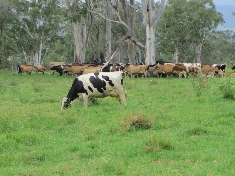 0 Gladstone Monto Road, Calliope QLD 4680