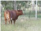 00 Ambrose Bracewell Rd, Ambrose QLD 4695
