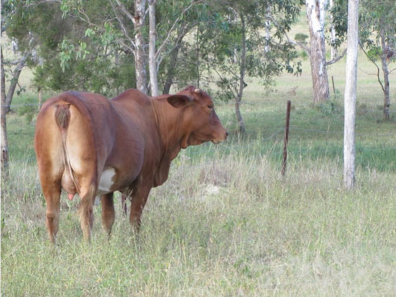 00 Ambrose Bracewell Rd, Ambrose QLD 4695