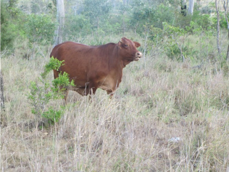 00 Ambrose Bracewell Rd, Ambrose QLD 4695