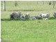 Lot 5 Bracewell Rd, Mount Larcom QLD 4695