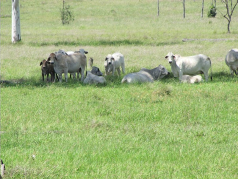 Lot 5 Bracewell Rd, Mount Larcom QLD 4695