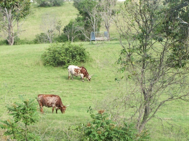 119 Aplin Rd, Mount Larcom QLD 4695