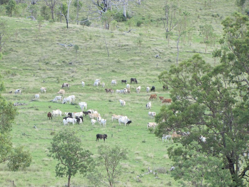 4820  Tablelands Road, Calliope QLD 4680