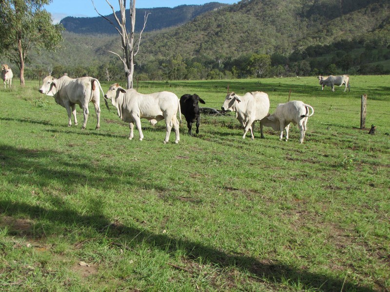 4820  Tablelands Road, Calliope QLD 4680