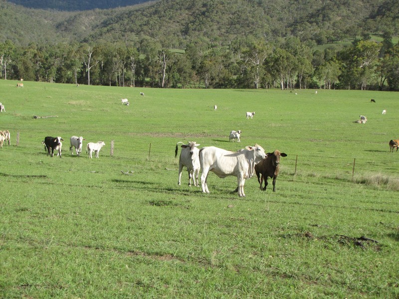 4820  Tablelands Road, Calliope QLD 4680