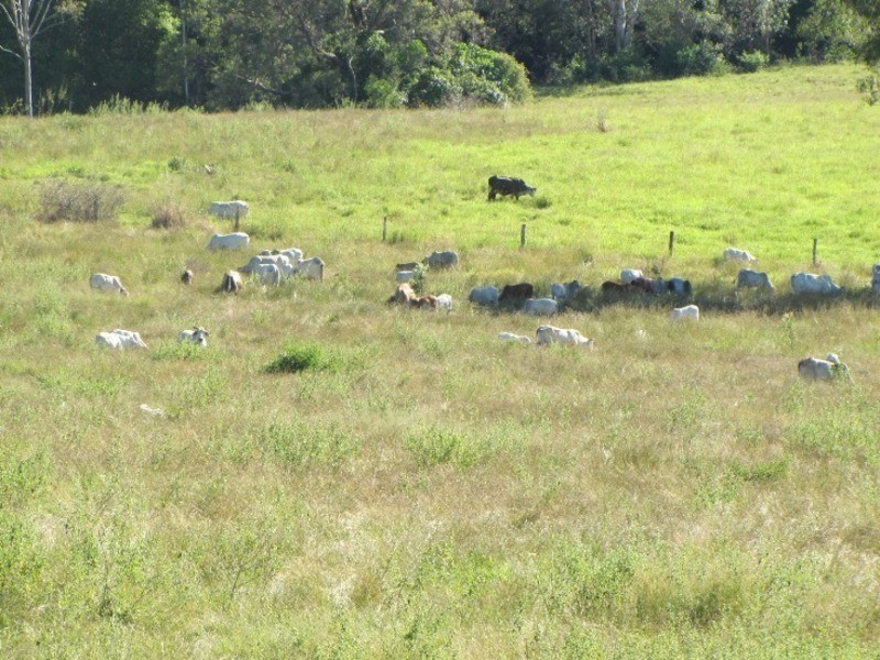 540 Lowmead Road, Miriam Vale QLD 4677