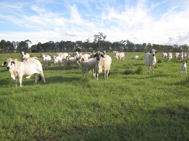 Mount Larcom QLD 4695