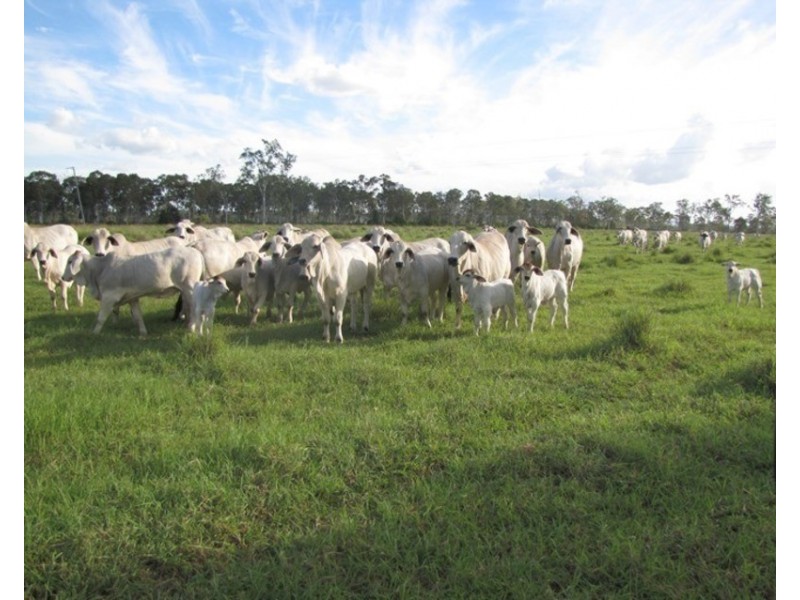 Mount Larcom QLD 4695