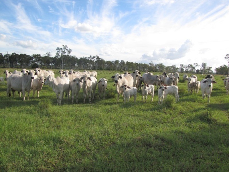 Mount Larcom QLD 4695