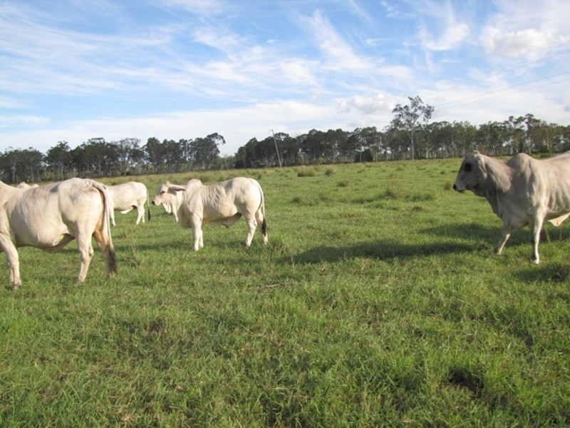 Mount Larcom QLD 4695
