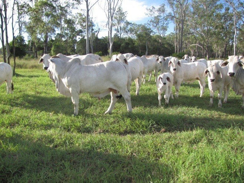 Mount Larcom QLD 4695