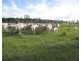 Calliope QLD 4680
