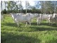 Calliope QLD 4680