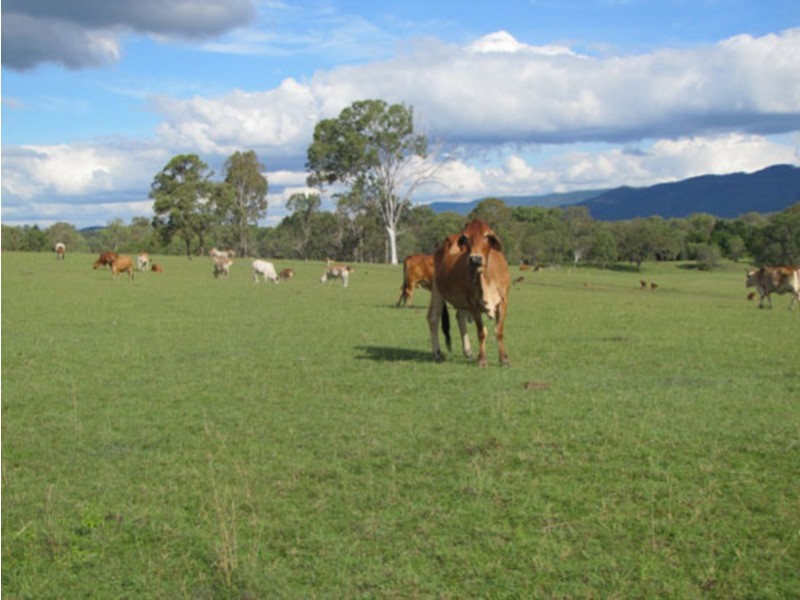 1097 Blackmans Gap Road, Miriam Vale QLD 4677