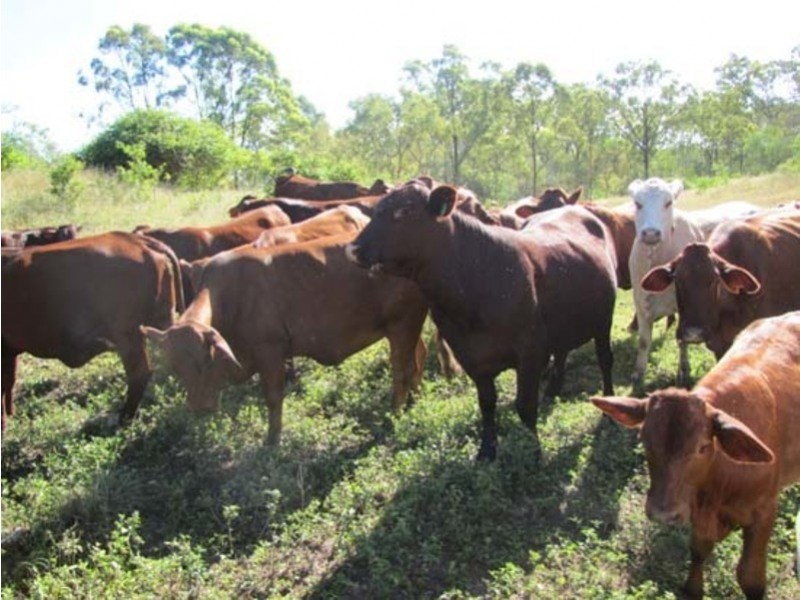 00 Tableland Rd, Calliope QLD 4680