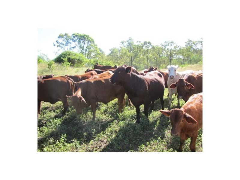 00 Tableland Road, Calliope QLD 4680