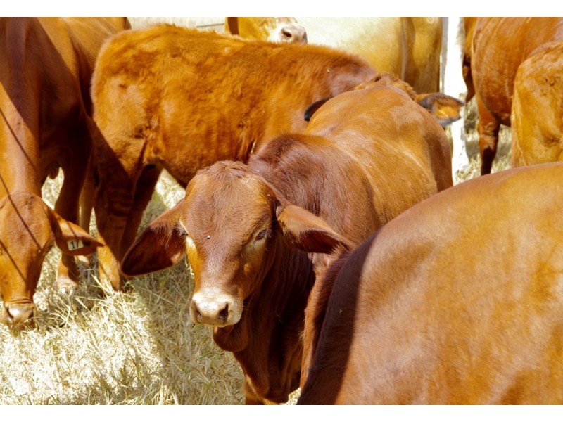 00 Tableland Road, Calliope QLD 4680