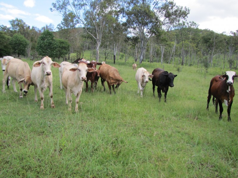 00 Gladstone Monto Rd, Calliope QLD 4680