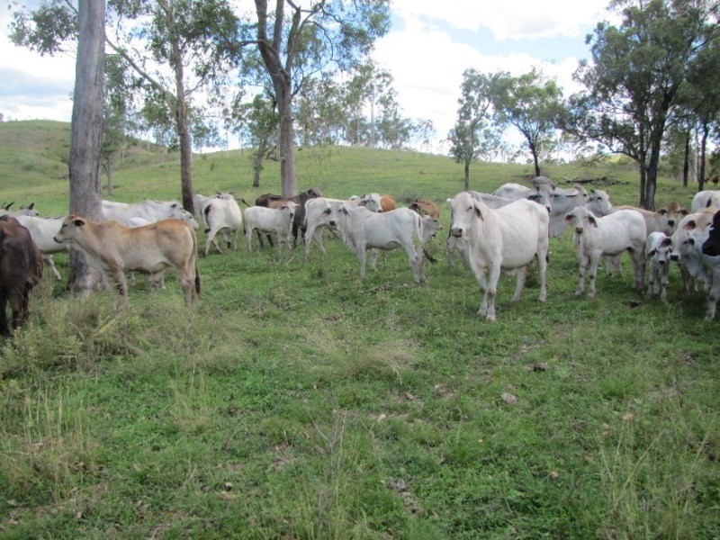 00 Marsh Road, Calliope QLD 4680