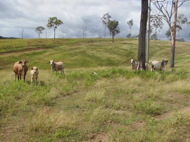 00 Racecourse Rd, Calliope QLD 4680