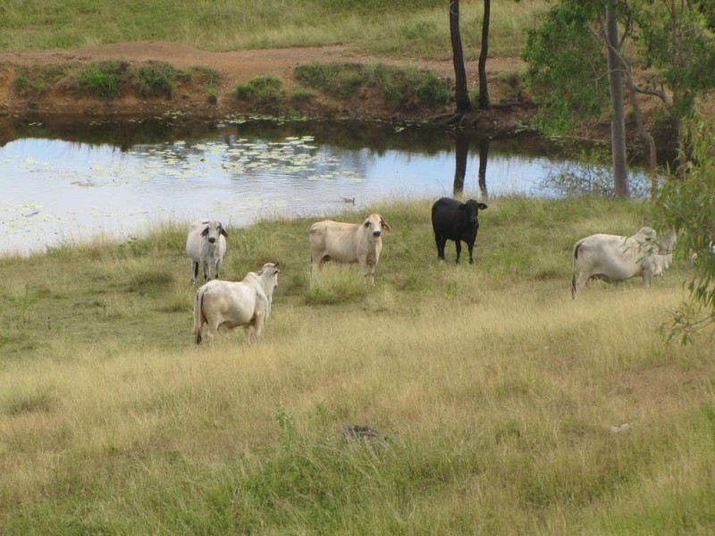 00 Racecourse Rd, Calliope QLD 4680