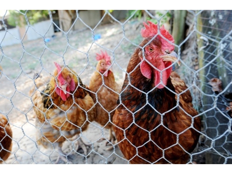 20  Yalkarra Crescent, Wurdong Heights QLD 4680