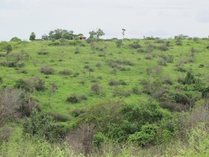 103 Boneham Rd, Mount Larcom QLD 4695