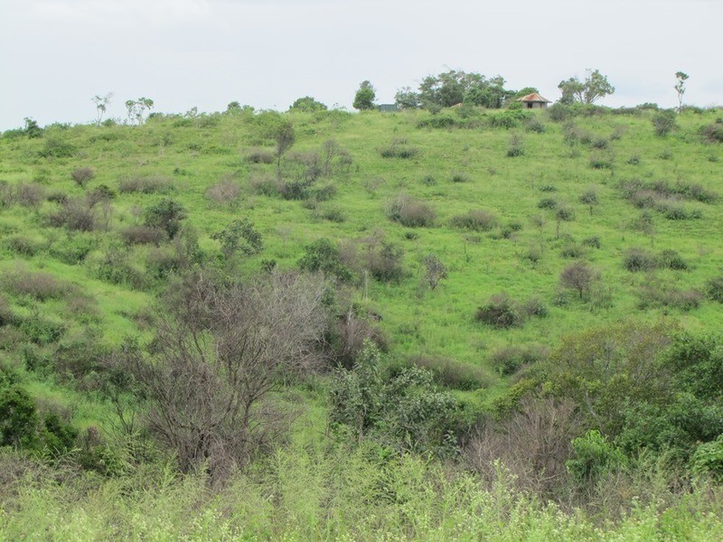 103 Boneham Rd, Mount Larcom QLD 4695