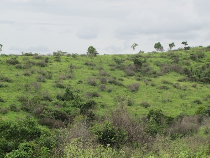 103 Boneham Rd, Mount Larcom QLD 4695