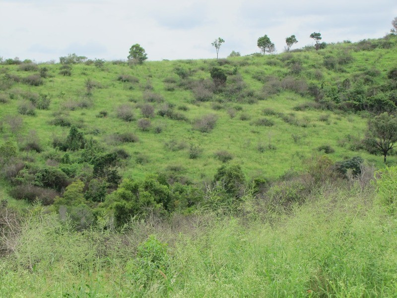 103 Boneham Rd, Mount Larcom QLD 4695