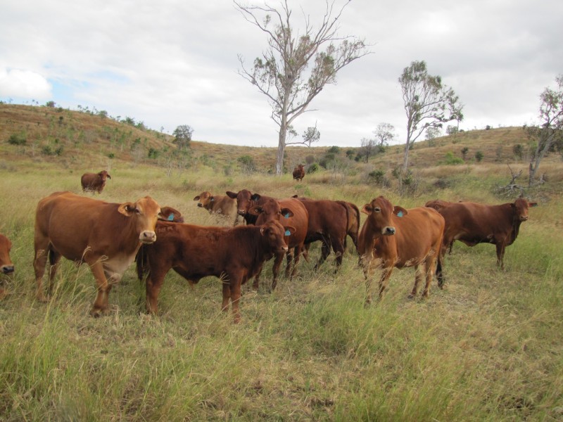 1494 East End Road, Calliope QLD 4680