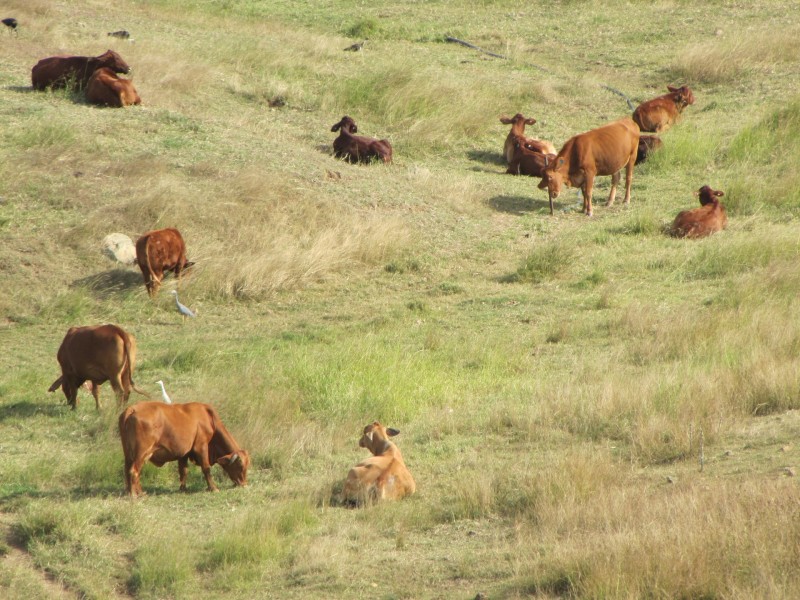 1494 East End Road, Calliope QLD 4680