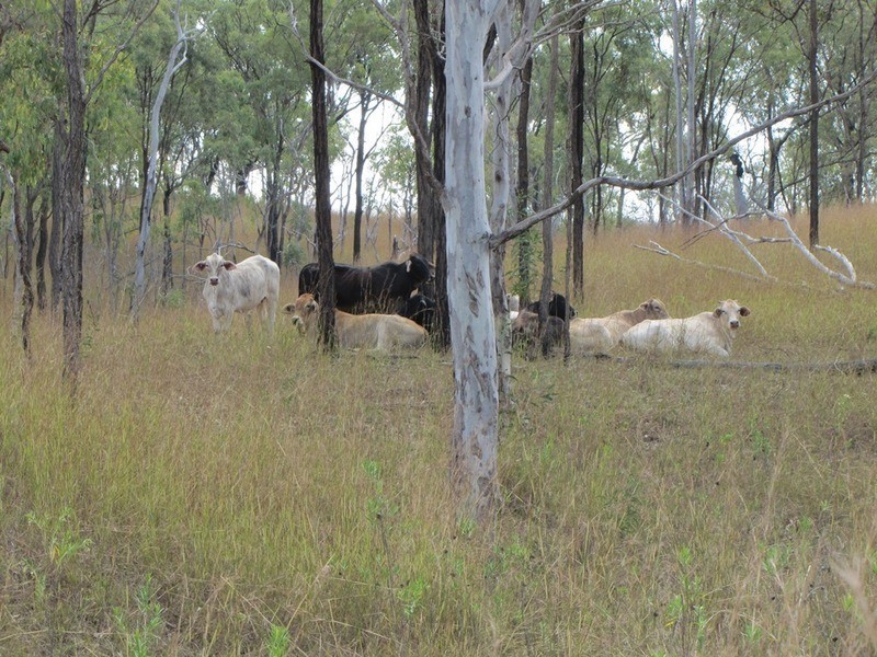 00 Off Murray Road & Taragoola Road, Calliope QLD 4680