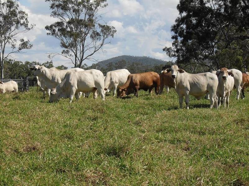 00 Raglan Station Road, Raglan QLD 4697