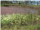 44 Langmorn Road, Mount Larcom QLD 4695
