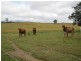 Calliope QLD 4680