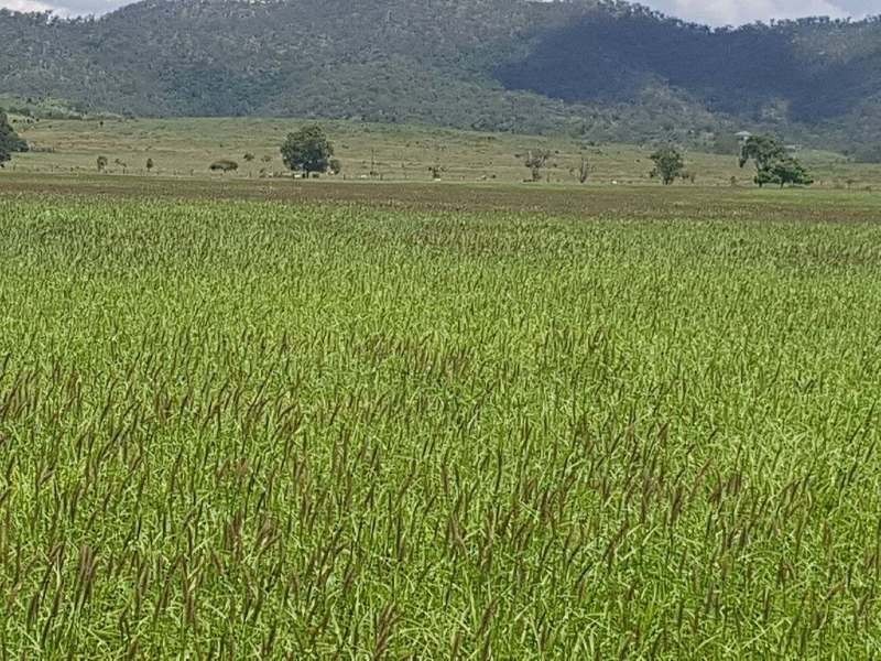 31 Duncan Road, Marmor QLD 4702