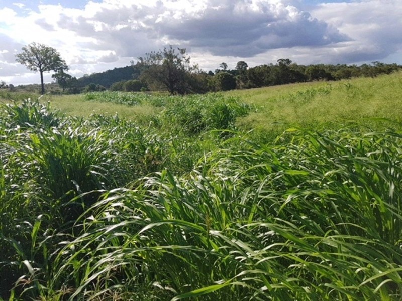 31 Duncan Road, Marmor QLD 4702