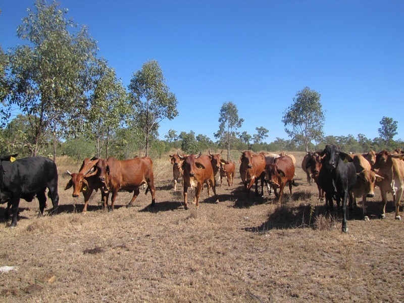 892 Gladstone – Monto Road, Calliope QLD 4680