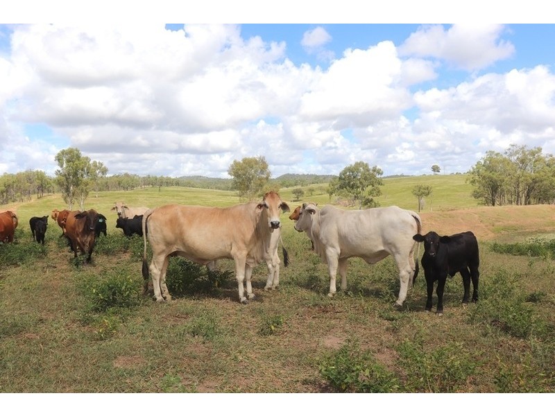 647 Racecourse Road, Calliope QLD 4680