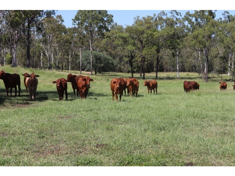 2 Goodman Road, Mount Larcom QLD 4695