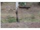 4141 Dawson Highway, Wooderson QLD 4680