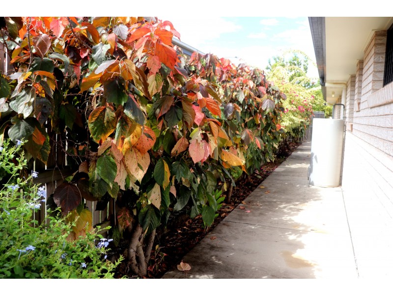 5 Sun Court, Calliope QLD 4680
