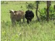 Builyan QLD 4680