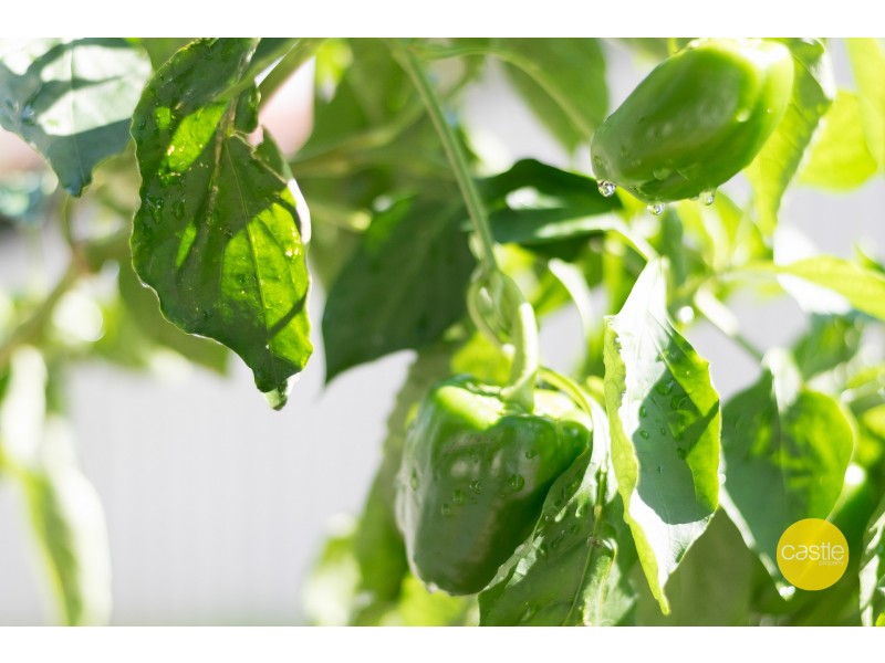 45 Arthur St, North Lambton NSW 2299