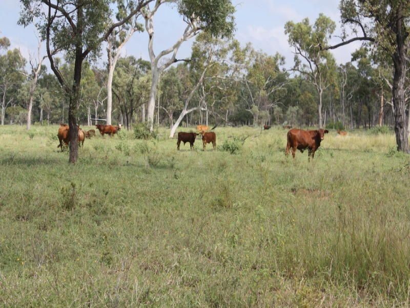 Belyando QLD 4820