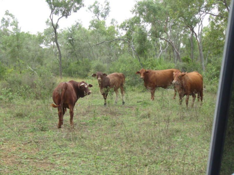 Belyando QLD 4820