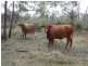 Belyando QLD 4820