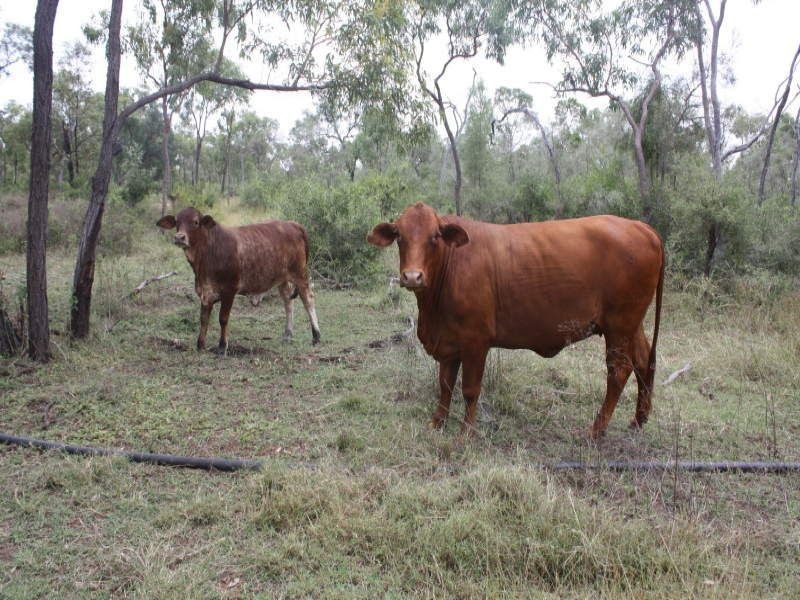 Belyando QLD 4820